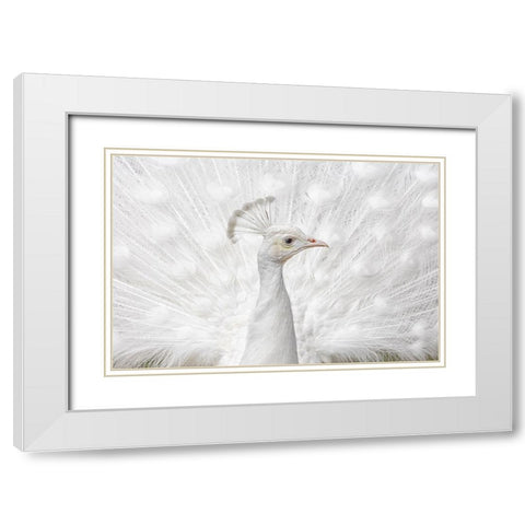 Inmaculate White Modern Wood Framed Art Print with Double Matting by Fegari