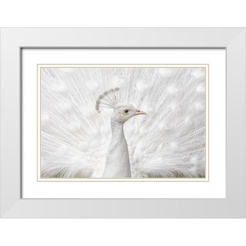 Inmaculate White Modern Wood Framed Art Print with Double Matting by Fegari