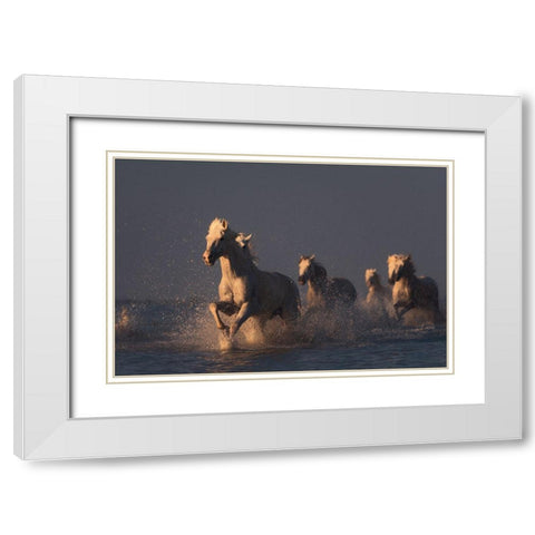 Horses In Sunset Light White Modern Wood Framed Art Print with Double Matting by Anton, Rostovskiy