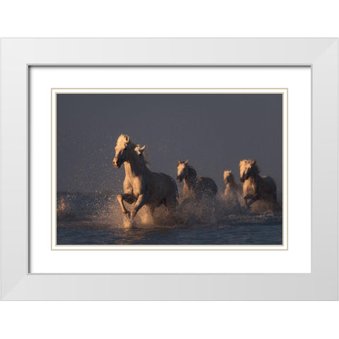 Horses In Sunset Light White Modern Wood Framed Art Print with Double Matting by Anton, Rostovskiy