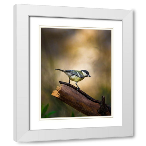 Great Tit White Modern Wood Framed Art Print with Double Matting by Mufti, Yanal