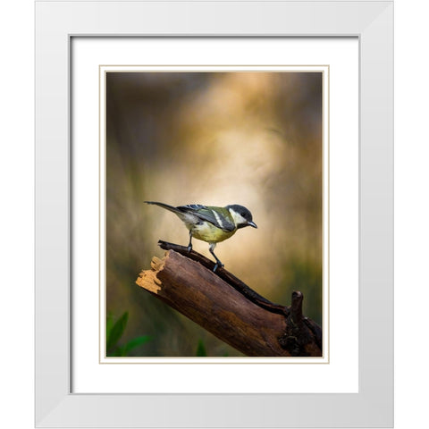 Great Tit White Modern Wood Framed Art Print with Double Matting by Mufti, Yanal
