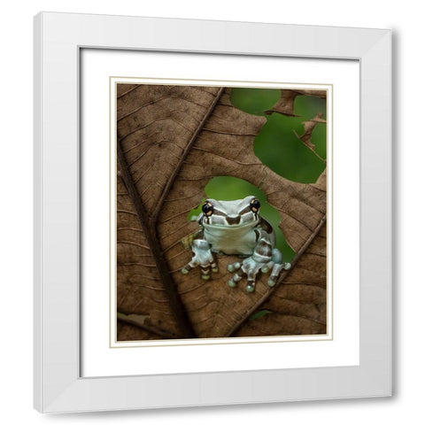 Looking At Window White Modern Wood Framed Art Print with Double Matting by Tantoyensen