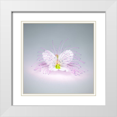 Caper Flower White Modern Wood Framed Art Print with Double Matting by Cavallo, Rico