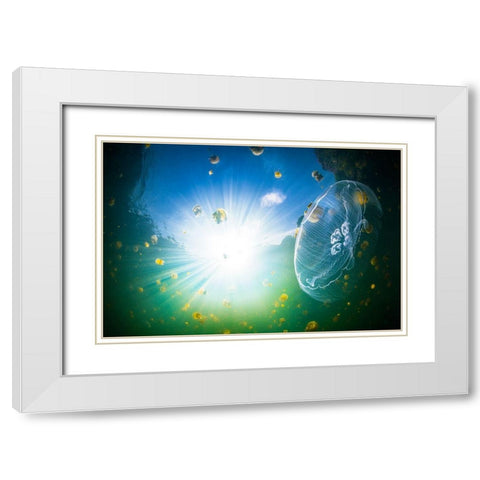 Medusa Aurelia White Modern Wood Framed Art Print with Double Matting by Gabriel, Barathieu