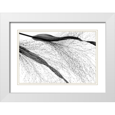 Black Grass White Modern Wood Framed Art Print with Double Matting by Dingemans, Saskia