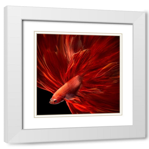 Red Fire Bettafish White Modern Wood Framed Art Print with Double Matting by Bunjamin, Antonyus