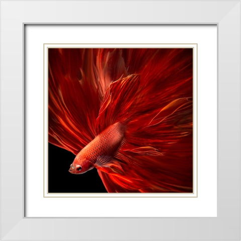 Red Fire Bettafish White Modern Wood Framed Art Print with Double Matting by Bunjamin, Antonyus