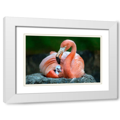 Mom Flamingo With Chick White Modern Wood Framed Art Print with Double Matting by Ortega, Xavier
