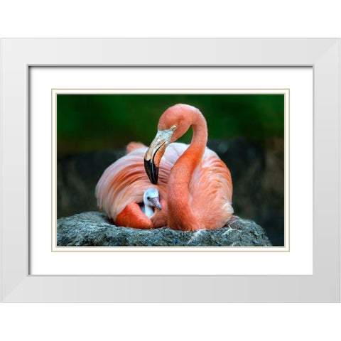 Mom Flamingo With Chick White Modern Wood Framed Art Print with Double Matting by Ortega, Xavier