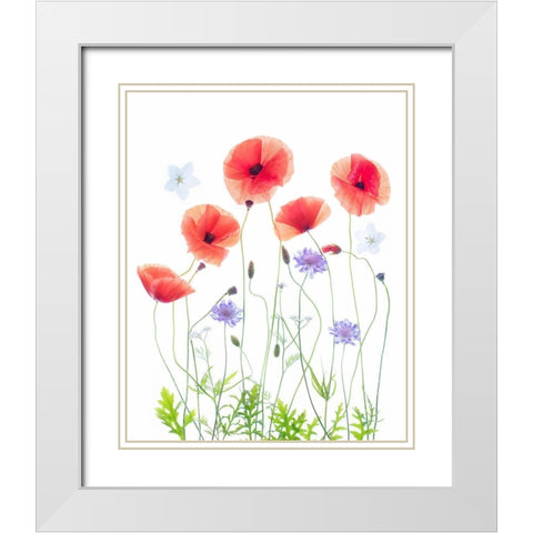 Poppy Garden White Modern Wood Framed Art Print with Double Matting by Williams, Sharon