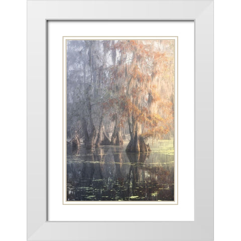 Louisiana Swamp White Modern Wood Framed Art Print with Double Matting by Marchegiani, Roberto