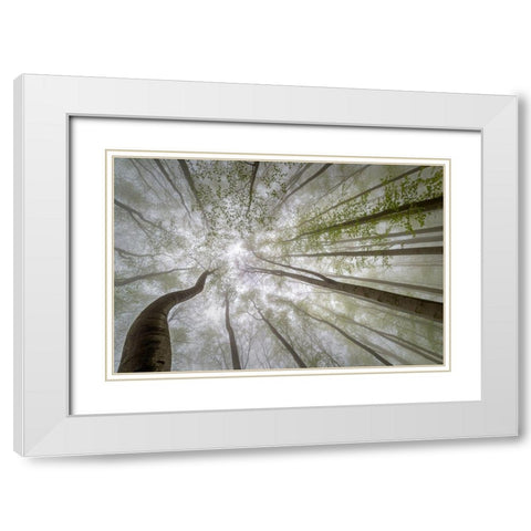 Forest Views White Modern Wood Framed Art Print with Double Matting by Pavlasek, Tom