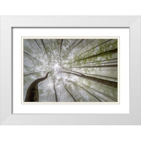 Forest Views White Modern Wood Framed Art Print with Double Matting by Pavlasek, Tom