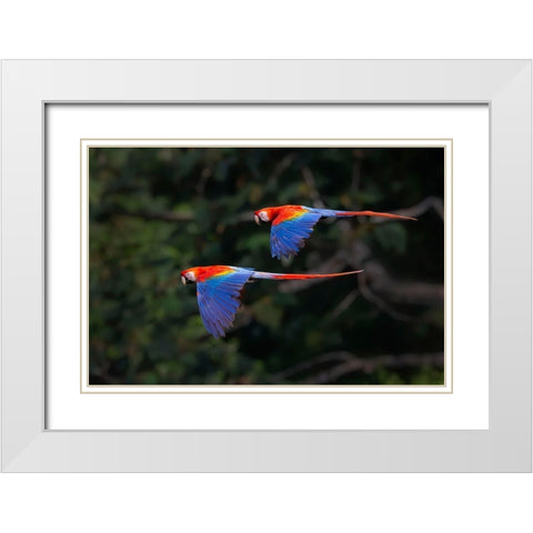 The Couple White Modern Wood Framed Art Print with Double Matting by Feng, Young