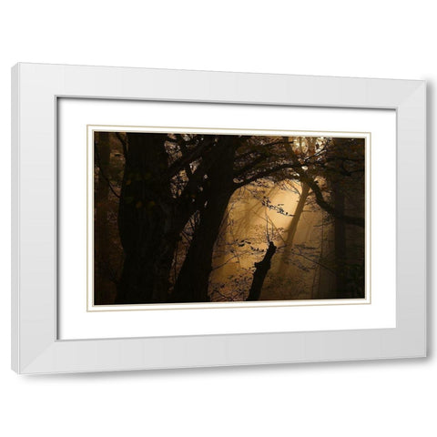 Colors Of Fall White Modern Wood Framed Art Print with Double Matting by Maier, Norbert