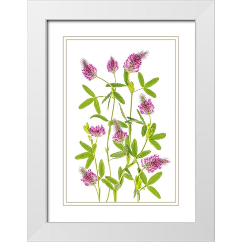 Trifolium White Modern Wood Framed Art Print with Double Matting by Disher, Mandy