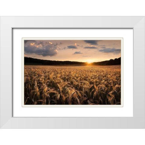 Fields Of Gold White Modern Wood Framed Art Print with Double Matting by Lindsten, Christian
