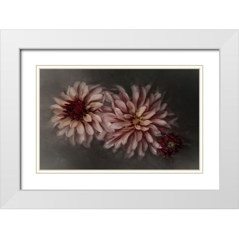 Dahlia Family White Modern Wood Framed Art Print with Double Matting by Claes, Gilbert