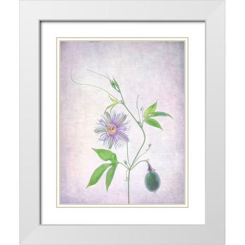 Passion Fruit White Modern Wood Framed Art Print with Double Matting by W., Catherine