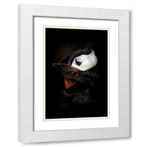 The Shy Puffin White Modern Wood Framed Art Print with Double Matting by Tokolyi, Csaba