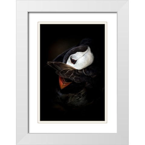 The Shy Puffin White Modern Wood Framed Art Print with Double Matting by Tokolyi, Csaba