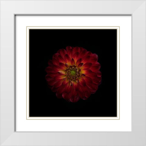 Dahlia Time White Modern Wood Framed Art Print with Double Matting by Gronkjar, Lotte