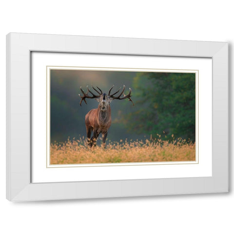 Deer Wedding Song White Modern Wood Framed Art Print with Double Matting by Kravanja, Jure