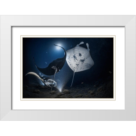 Mantas Night Out White Modern Wood Framed Art Print with Double Matting by Lu, Jennifer