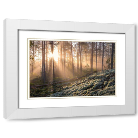 Fog In The Forest With White Moss In The Forground White Modern Wood Framed Art Print with Double Matting by Lindsten, Christian