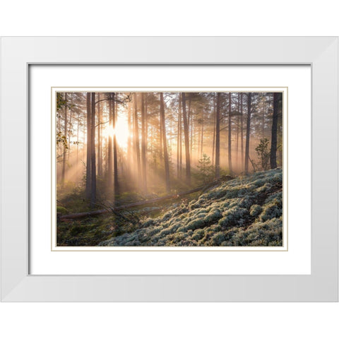 Fog In The Forest With White Moss In The Forground White Modern Wood Framed Art Print with Double Matting by Lindsten, Christian