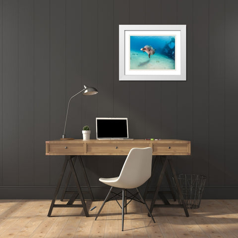 Dolphin White Modern Wood Framed Art Print with Double Matting by Ben Tov, Ilan