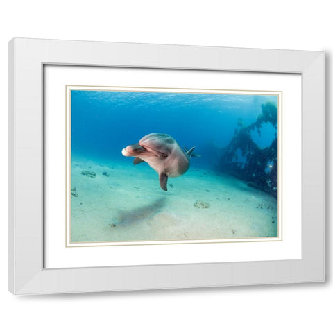 Dolphin White Modern Wood Framed Art Print with Double Matting by Ben Tov, Ilan