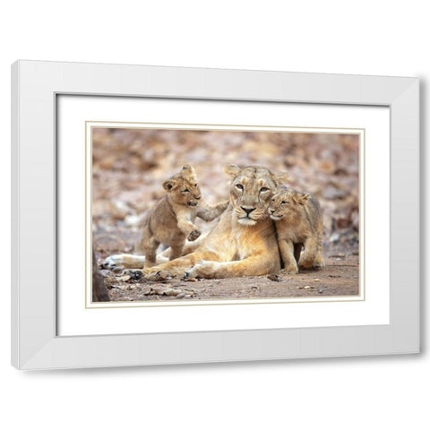 Asiatic Lioness White Modern Wood Framed Art Print with Double Matting by Zygmunt, Milan
