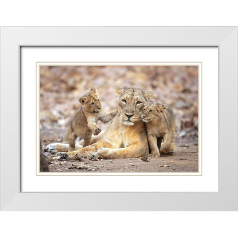 Asiatic Lioness White Modern Wood Framed Art Print with Double Matting by Zygmunt, Milan