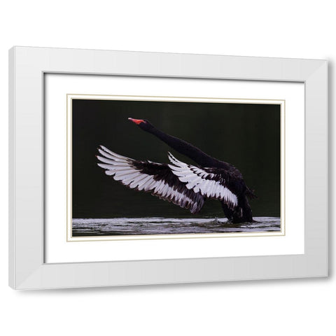Black Swan White Modern Wood Framed Art Print with Double Matting by Tjandra, C.S.