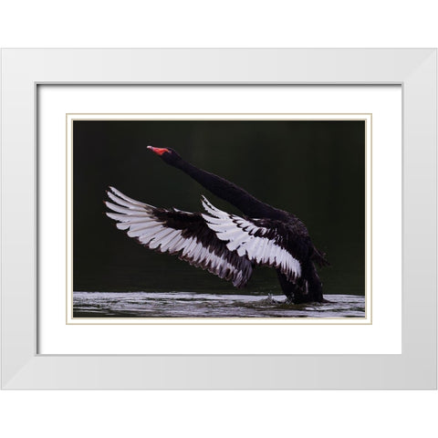 Black Swan White Modern Wood Framed Art Print with Double Matting by Tjandra, C.S.