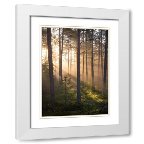 Foggy Forest White Modern Wood Framed Art Print with Double Matting by Lindsten, Christian