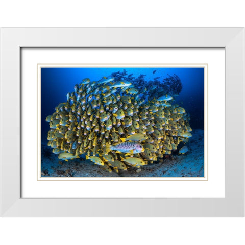 Cape Kris School Of Sweetlips White Modern Wood Framed Art Print with Double Matting by Gabriel, Barathieu