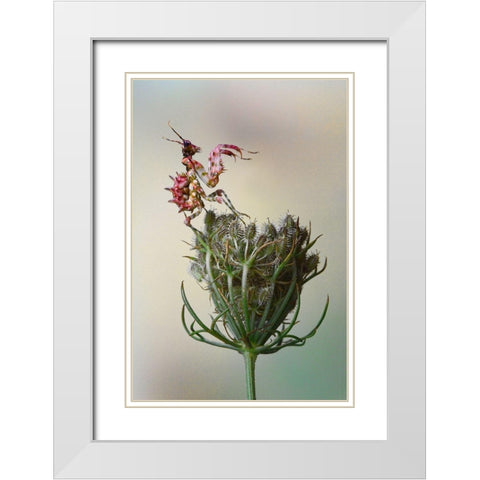 Flower Mantis White Modern Wood Framed Art Print with Double Matting by Hoffman, Jimmy