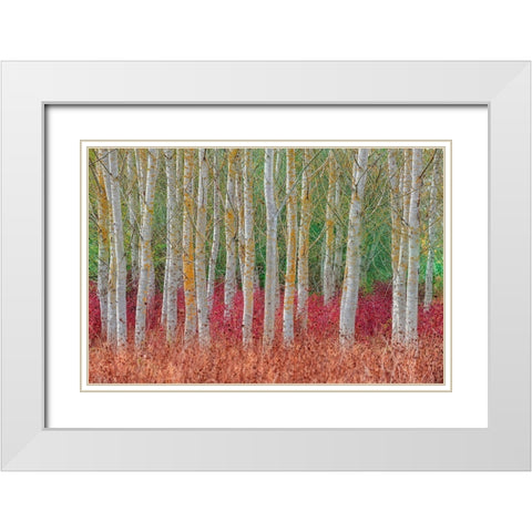 Birch Forest White Modern Wood Framed Art Print with Double Matting by Kravanja, Jure