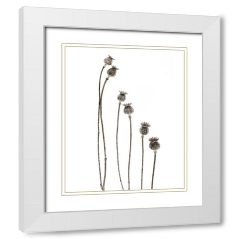 Last Years Flowering Poppies White Modern Wood Framed Art Print with Double Matting by Gronkjar, Lotte