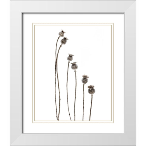 Last Years Flowering Poppies White Modern Wood Framed Art Print with Double Matting by Gronkjar, Lotte