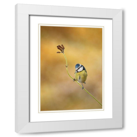 Blue Tit Winter Light White Modern Wood Framed Art Print with Double Matting by O Mahony, Kieran
