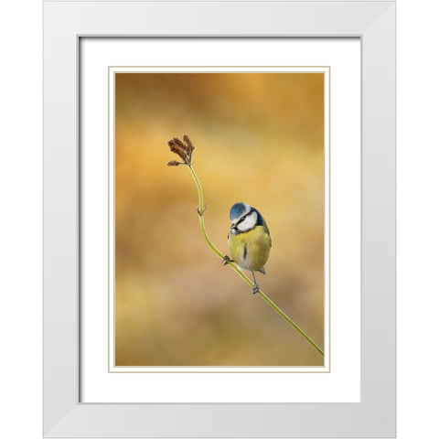 Blue Tit Winter Light White Modern Wood Framed Art Print with Double Matting by O Mahony, Kieran