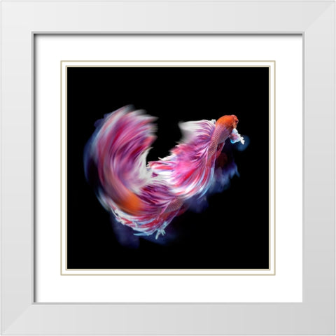 Bettafish Dance Motion White Modern Wood Framed Art Print with Double Matting by Bunjamin, Antonyus