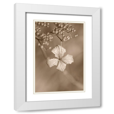 Withered Hydrangea_003 White Modern Wood Framed Art Print with Double Matting by Suzuki, Takashi