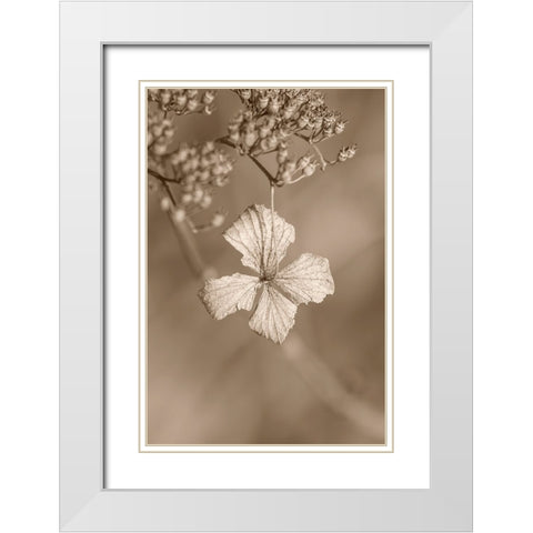 Withered Hydrangea_003 White Modern Wood Framed Art Print with Double Matting by Suzuki, Takashi