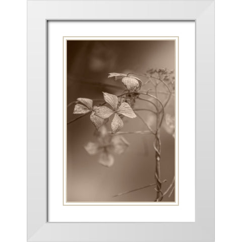 Withered Hydrangea_007 White Modern Wood Framed Art Print with Double Matting by Suzuki, Takashi