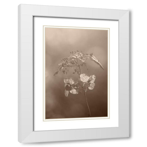 Withered Hydrangea_008 White Modern Wood Framed Art Print with Double Matting by Suzuki, Takashi
